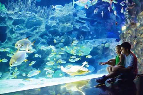 A father and his son in an aquarium looking at fish